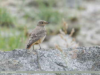 Rufous-tailed Rock-thrush (Monticola saxitilis) - image #467849 gratis